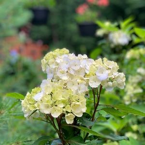 Meet your Posher, Pat